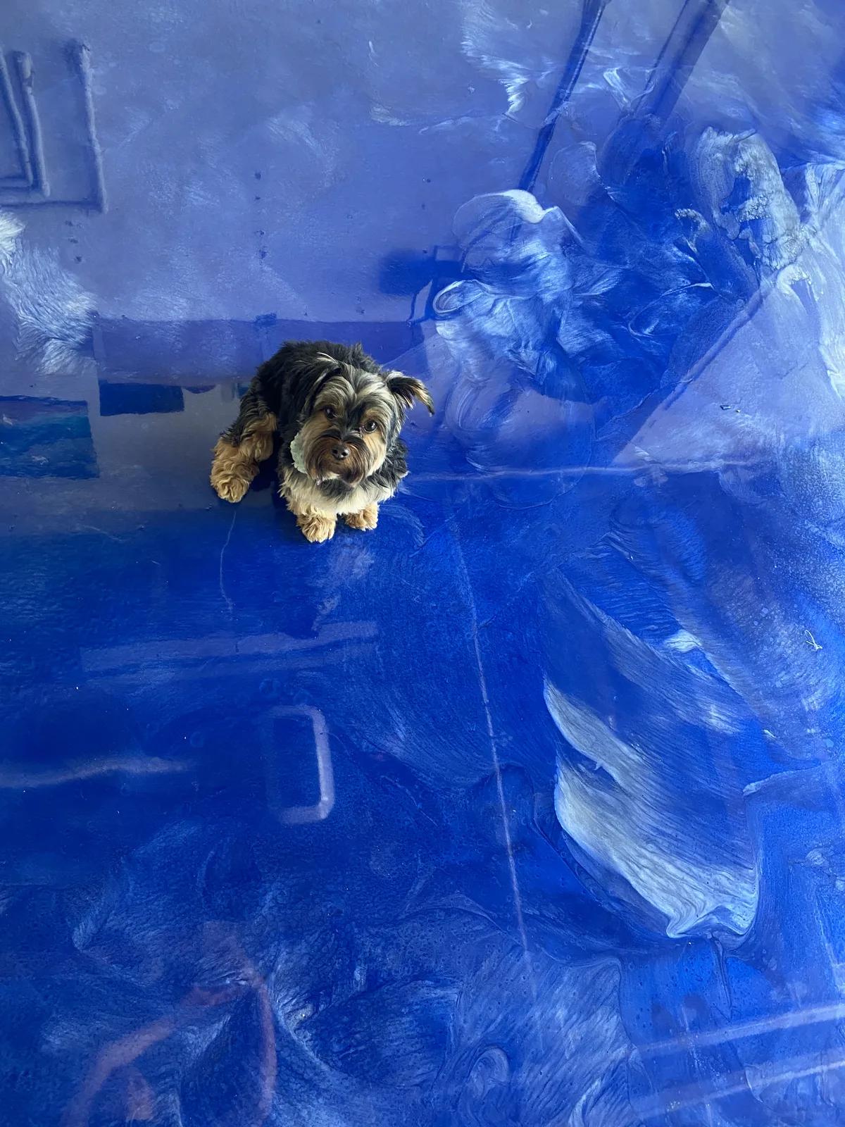 A dog on a blue metallic epoxy floor